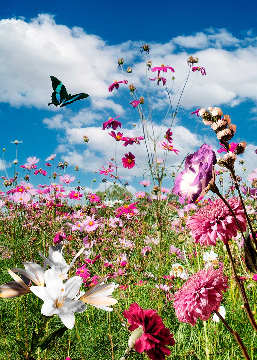 Themen, Probleme, Trauerbewältigung, Blumenwiese, Aufnahme im Freien bei Sonnenschein